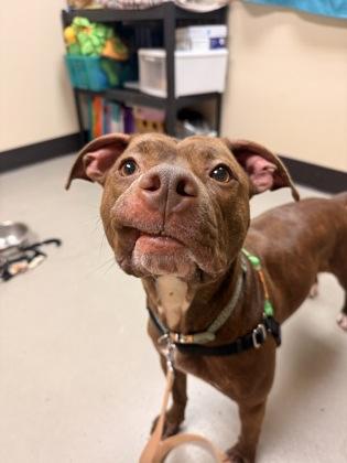 Uma, an adopted Pit Bull Terrier in Bellingham, WA image 1/4