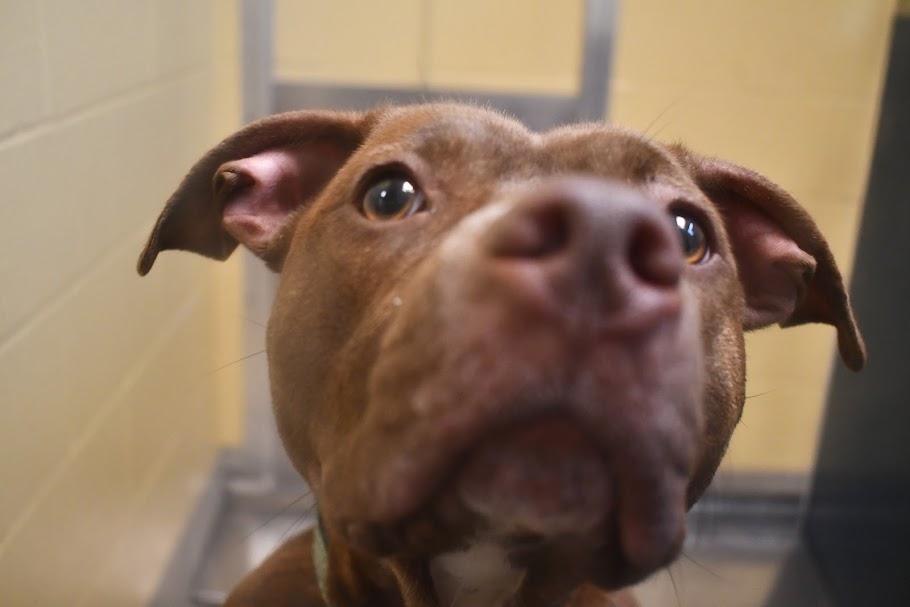 Uma, an adopted Pit Bull Terrier in Bellingham, WA image 3/4