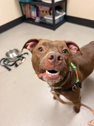 Uma, an adopted Pit Bull Terrier in Bellingham, WA image 2/4