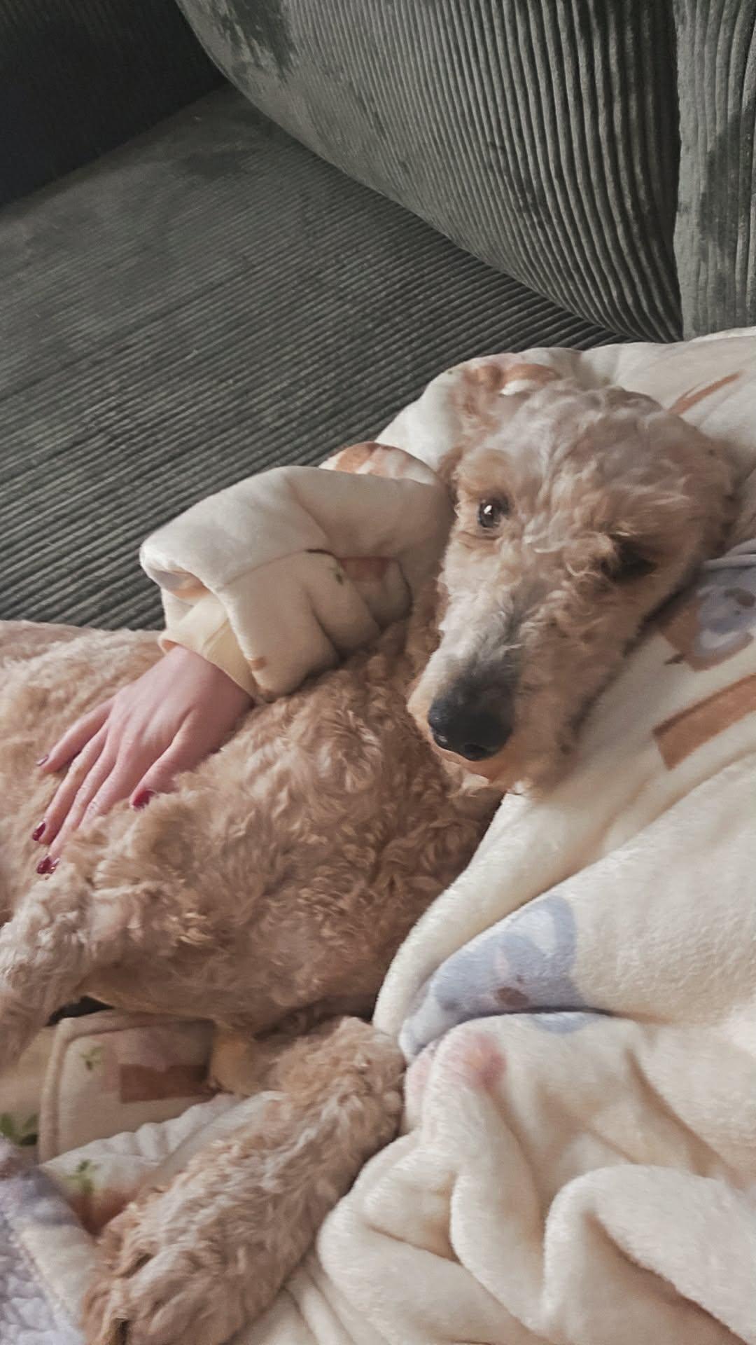 Sunny, adopted, Adult Male Goldendoodle.