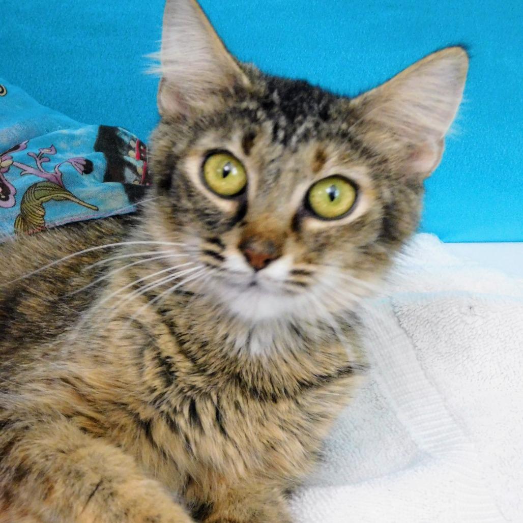 Enlarge Molly, a Adoptable Domestic Short Hair in Peoria, IL image 3/6