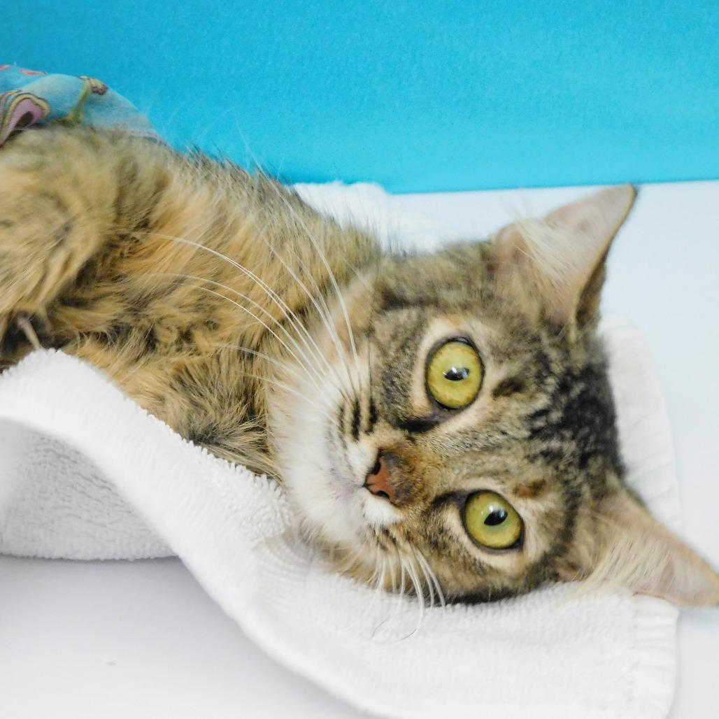 Molly, a Adoptable Domestic Short Hair in Peoria, IL image 2/6