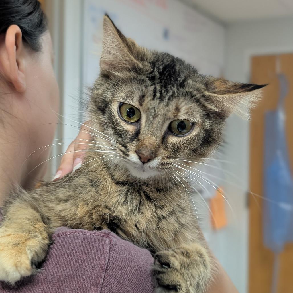 Molly, a Adoptable Domestic Short Hair in Peoria, IL image 3/6