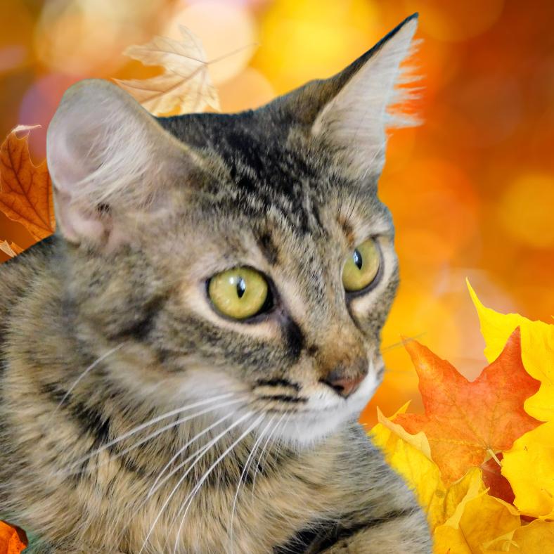 Enlarge Molly, a Adoptable Domestic Short Hair in Peoria, IL image 4/6