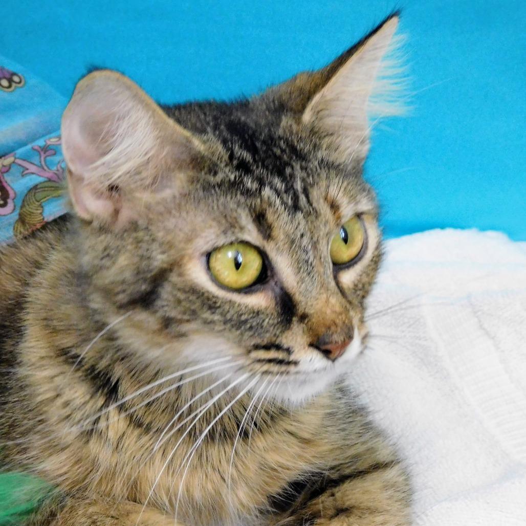 Enlarge Molly, a Adoptable Domestic Short Hair in Peoria, IL image 5/6