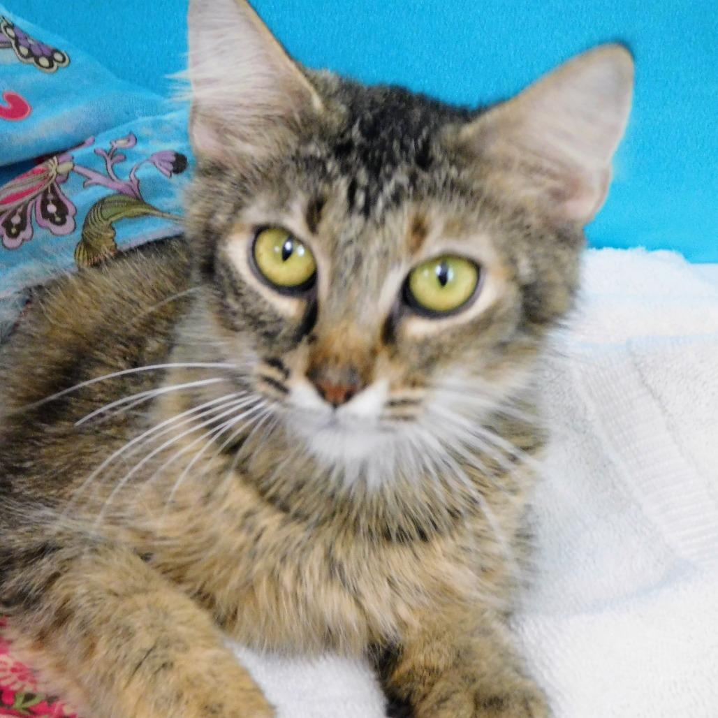 Enlarge Molly, a Adoptable Domestic Short Hair in Peoria, IL image 6/6