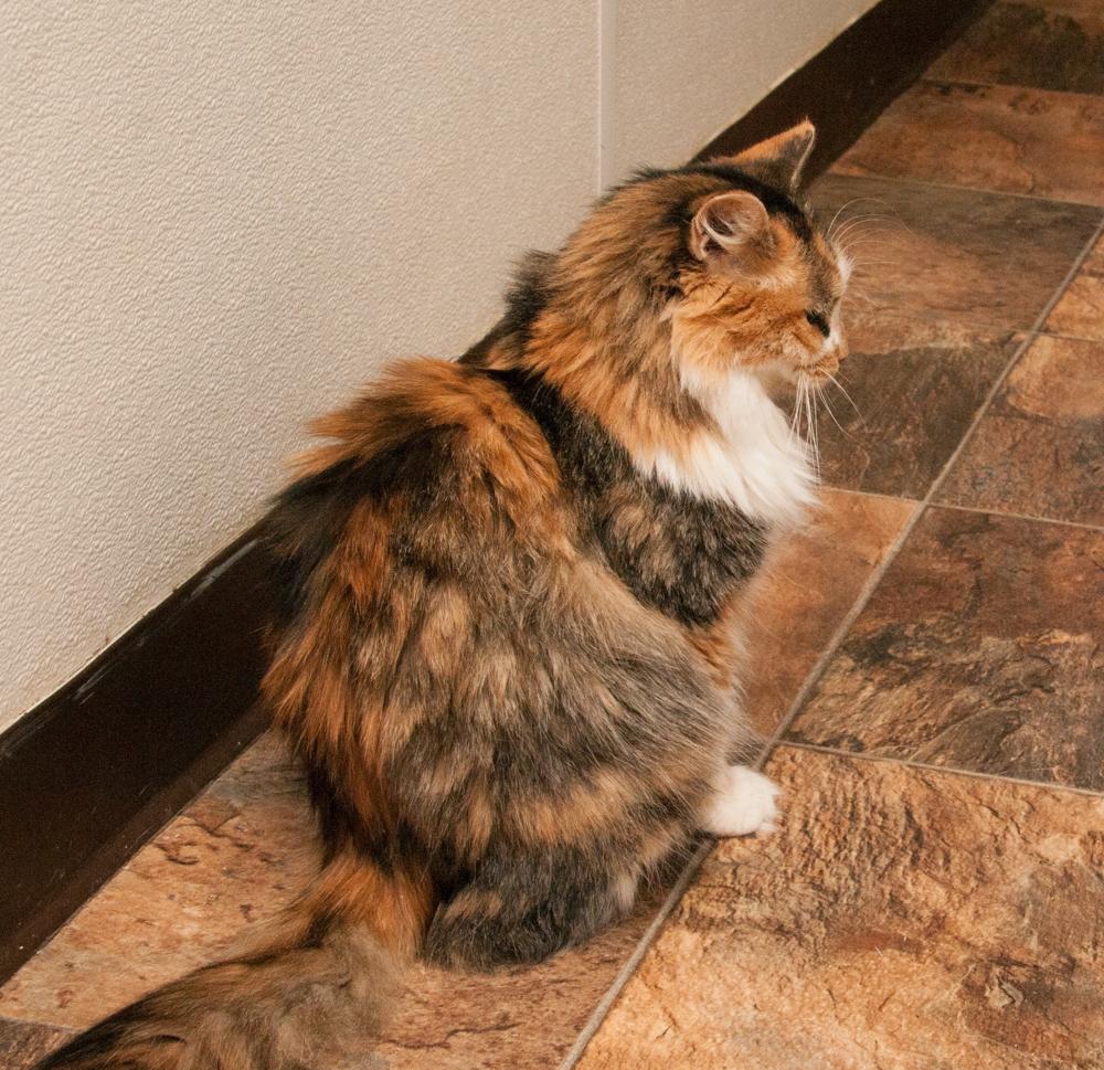 Heidi (gets adopted with Floki), a Adoptable Calico in Westminster, CO image 1/6