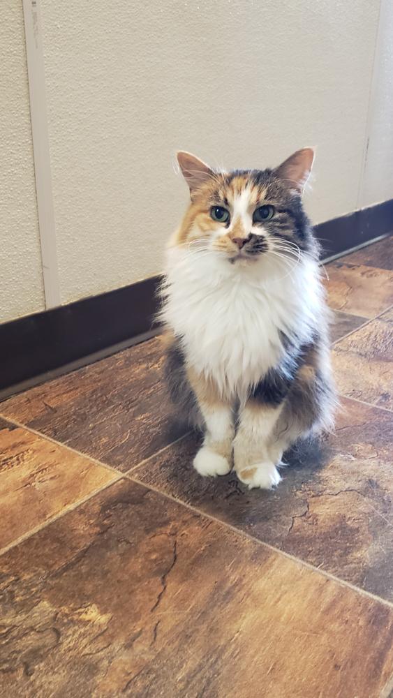 Heidi (gets adopted with Floki), a Adoptable Calico in Westminster, CO image 6/6