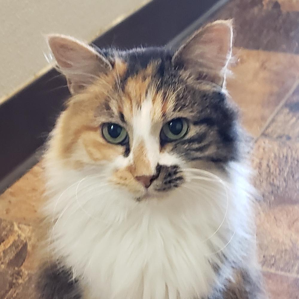 Heidi (gets adopted with Floki), a Adoptable Calico in Westminster, CO image 2/6