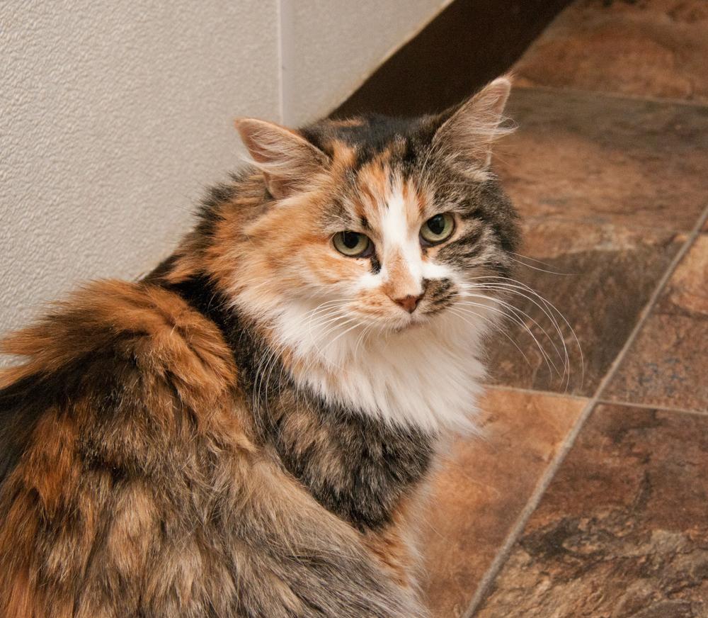 Heidi (gets adopted with Floki), a Adoptable Calico in Westminster, CO image 3/6