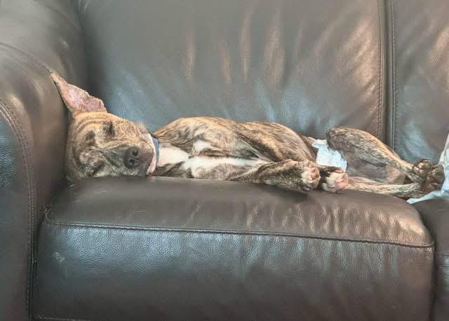 Enlarge Beckett, a Adoptable mixed breed in Louisville, KY image 2/3