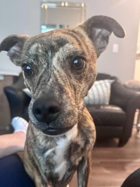Beckett, Adoptable, Puppy Male Boxer.