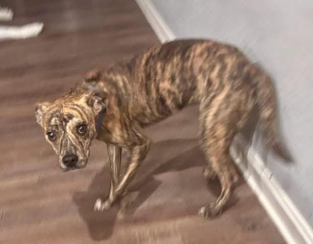 Enlarge Beckett, a Adoptable mixed breed in Louisville, KY image 3/3