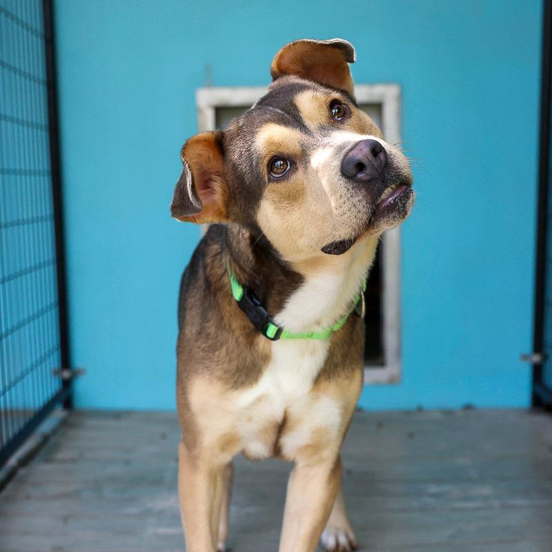 Enlarge Alexander, a Adoptable Mixed Breed in Bradenton, FL image 1/4