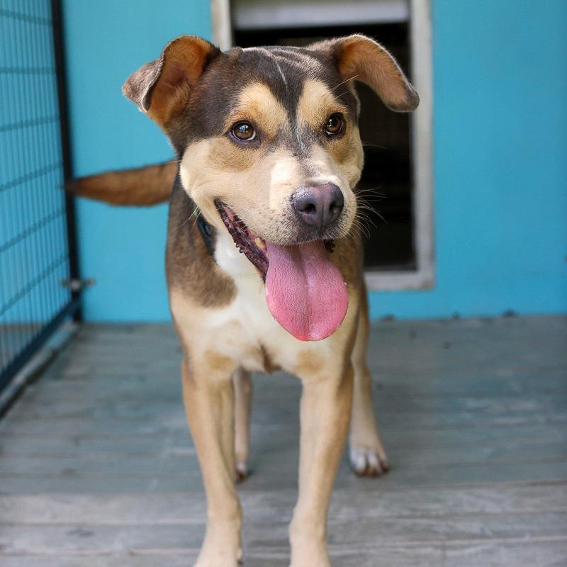 Enlarge Alexander, a Adoptable Mixed Breed in Bradenton, FL image 2/4