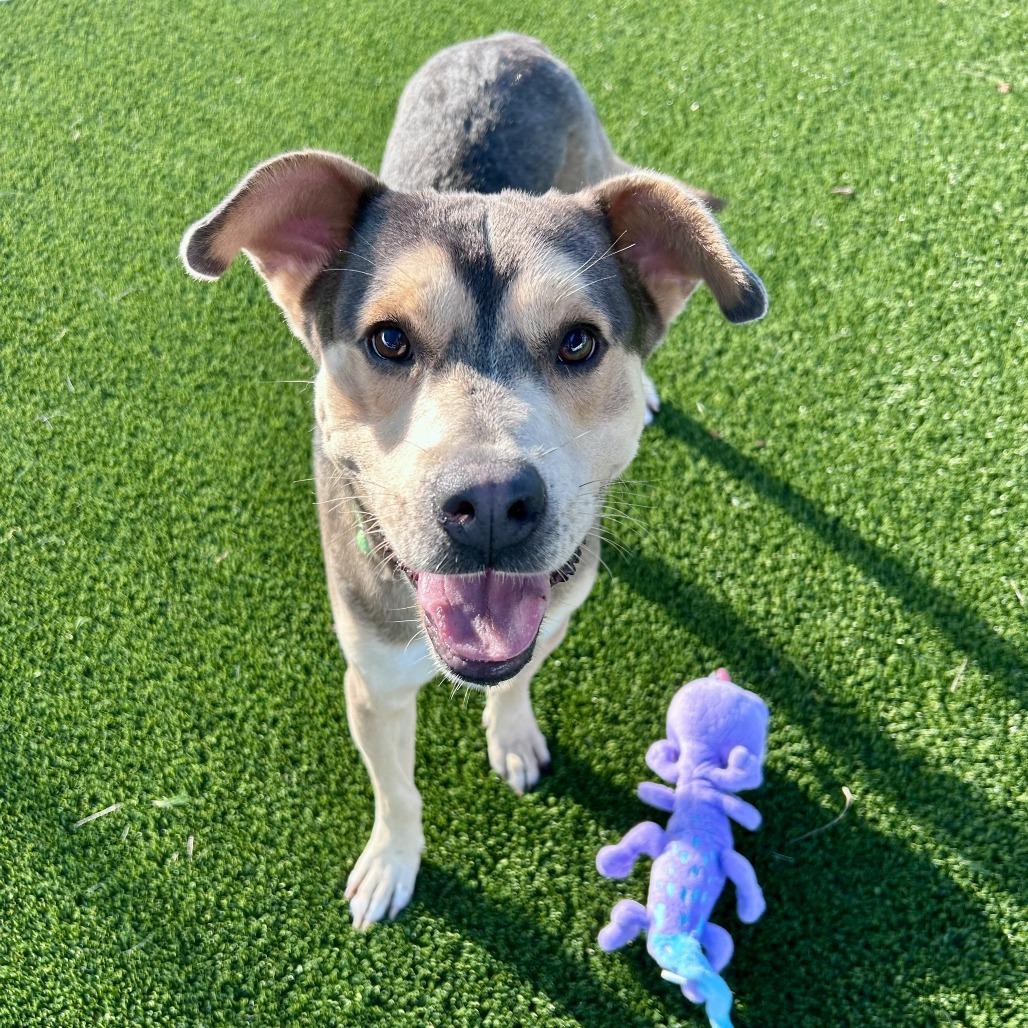 Enlarge Alexander, a Adoptable Mixed Breed in Bradenton, FL image 3/4