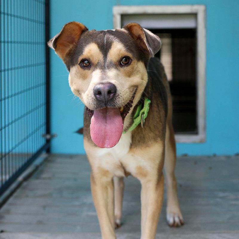 Enlarge Alexander, a Adoptable Mixed Breed in Bradenton, FL image 4/4