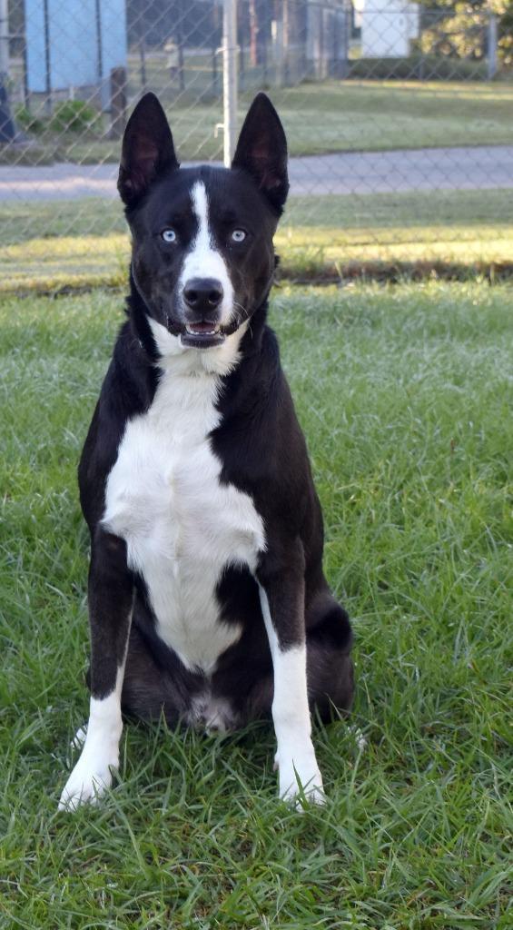 Enlarge Zion, a Adoptable mixed breed in Kingsland, GA image 1/2