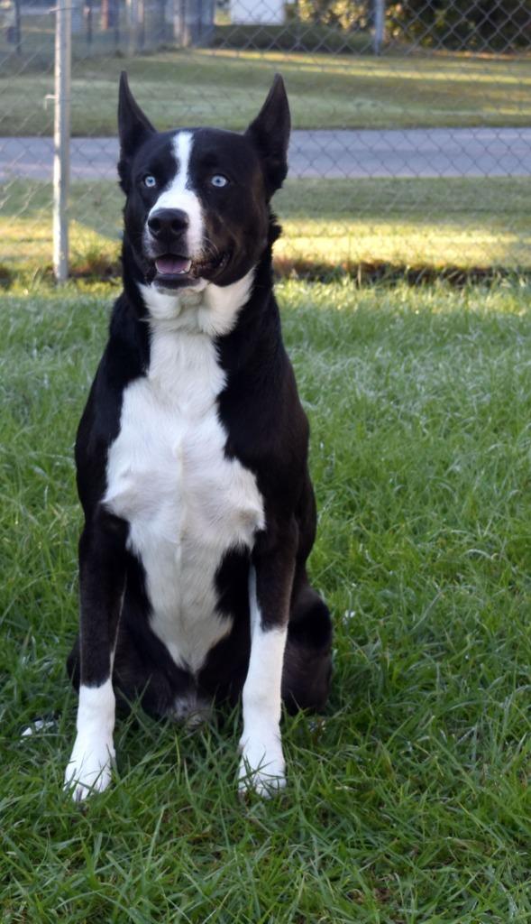 Enlarge Zion, a Adoptable mixed breed in Kingsland, GA image 2/2