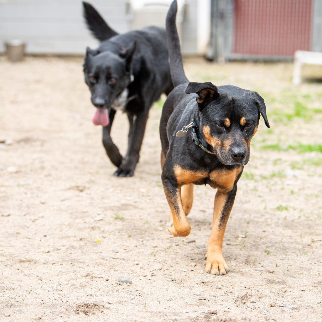 Bud, Adoptable, Adult Male Mixed Breed.