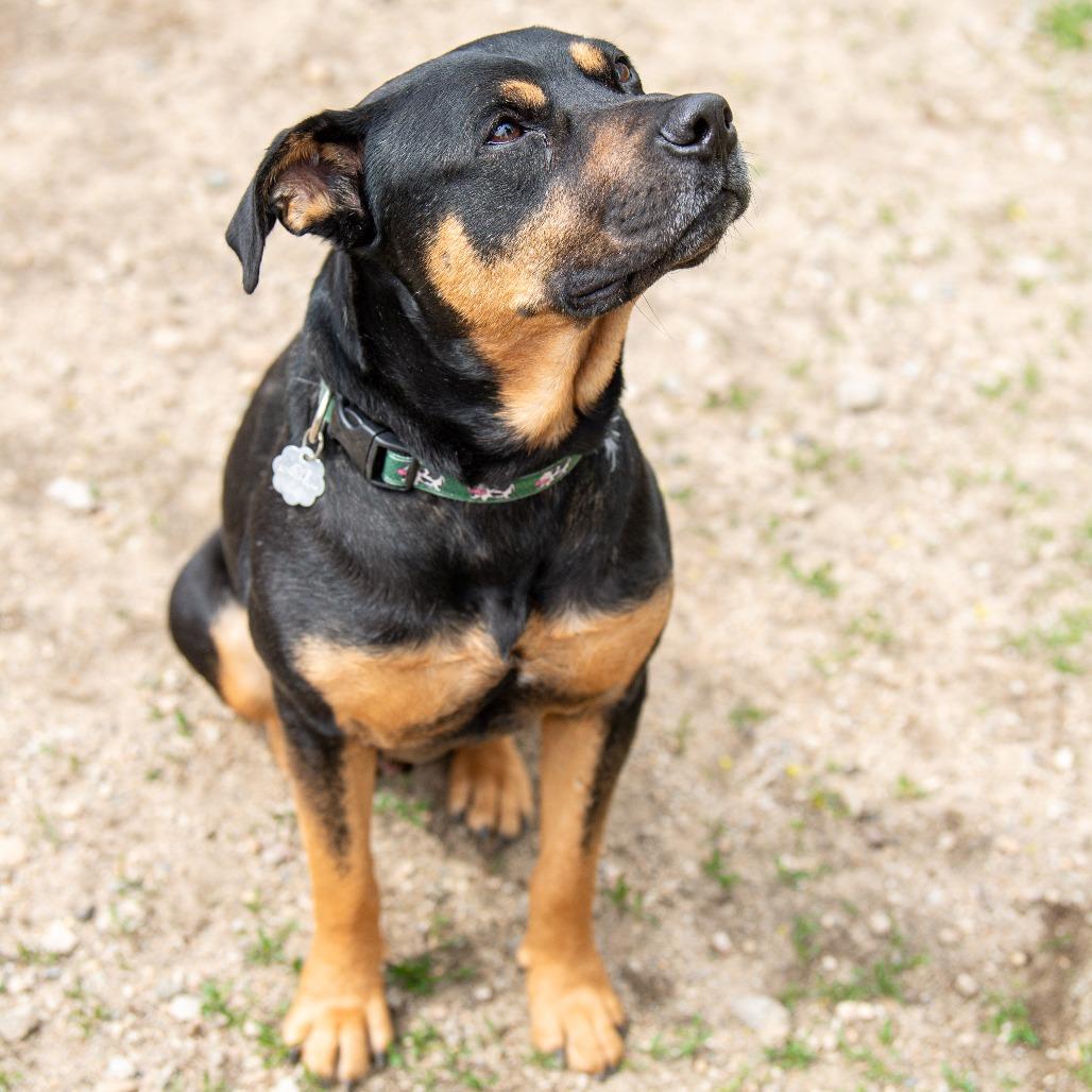 Enlarge Bud, a Adoptable Mixed Breed in Kennebunk, ME image 2/6