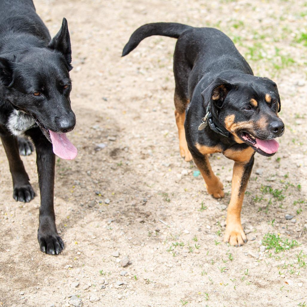 Enlarge Bud, a Adoptable Mixed Breed in Kennebunk, ME image 3/6