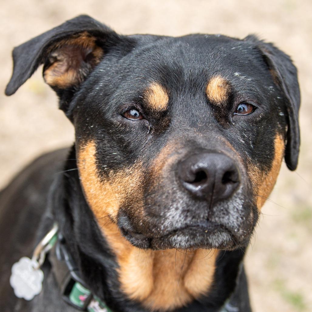Enlarge Bud, a Adoptable Mixed Breed in Kennebunk, ME image 4/6