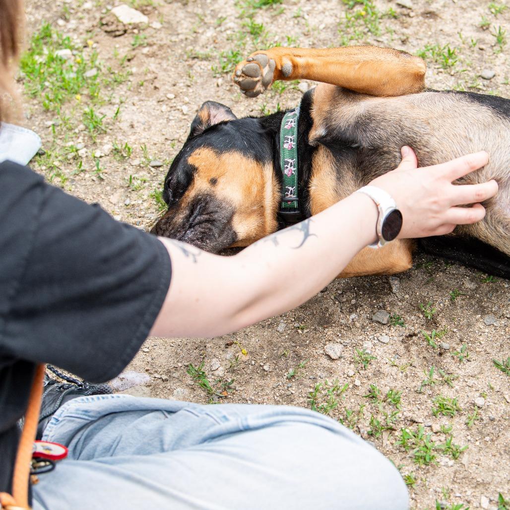Enlarge Bud, a Adoptable Mixed Breed in Kennebunk, ME image 5/6
