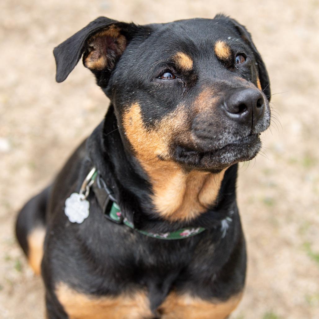 Enlarge Bud, a Adoptable Mixed Breed in Kennebunk, ME image 6/6