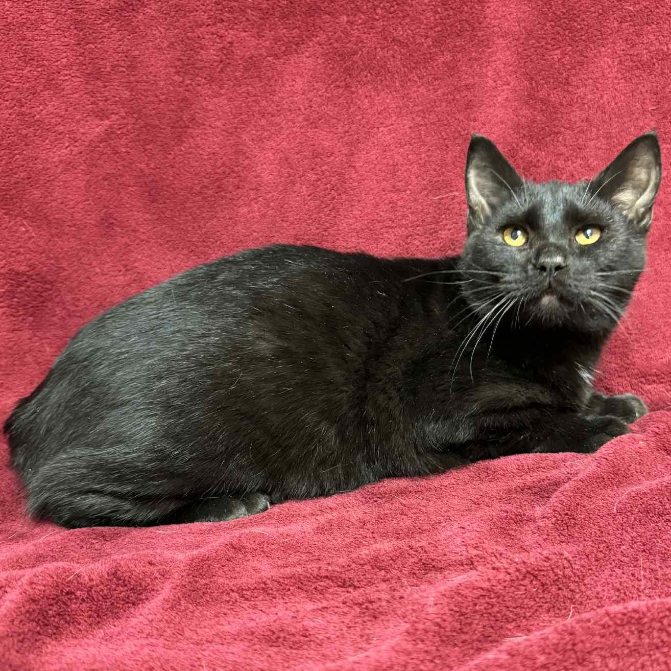 Yoshi, Adoptable, Young Male Domestic Short Hair.