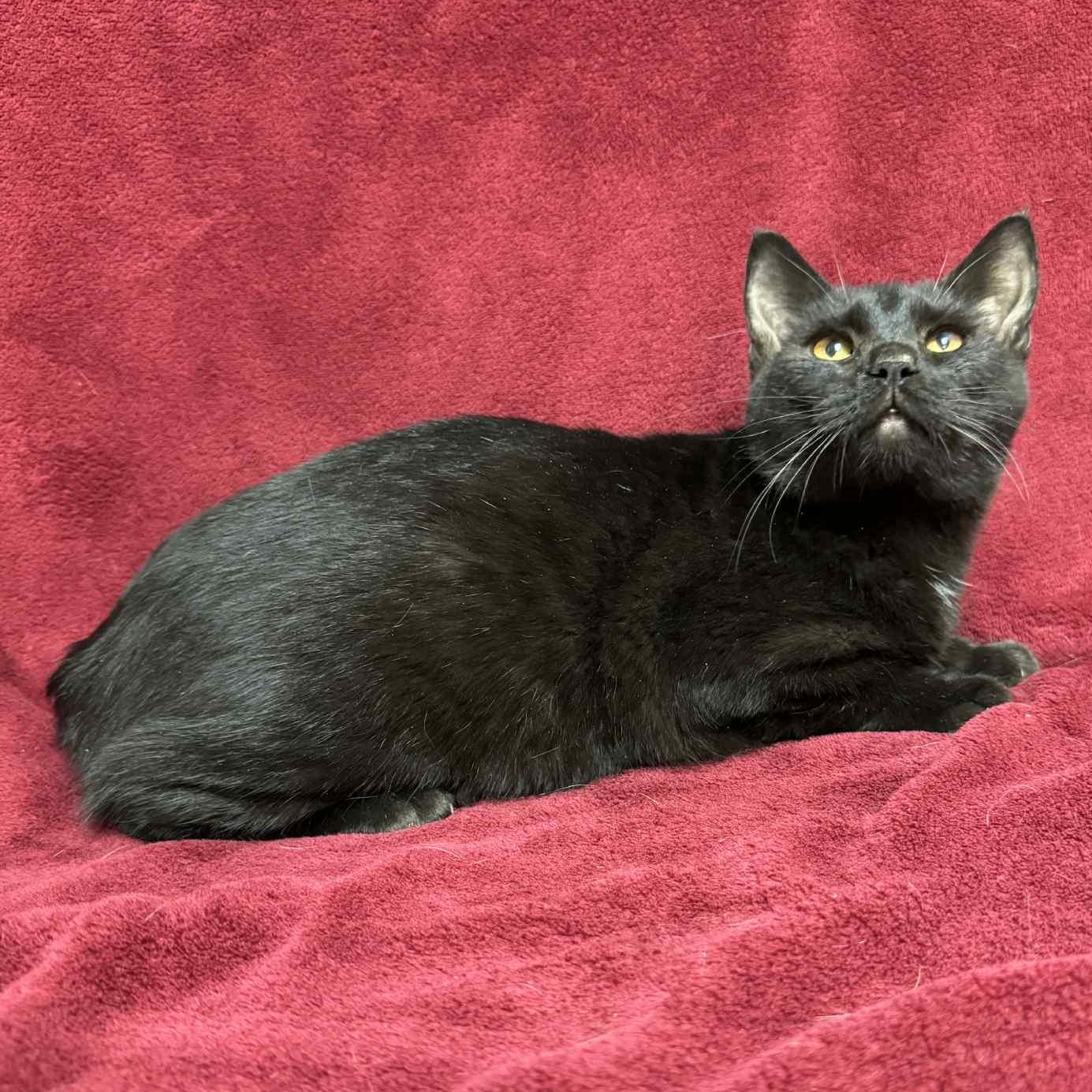 Enlarge Yoshi, a Adoptable Domestic Short Hair in Waterloo, IA image 2/3
