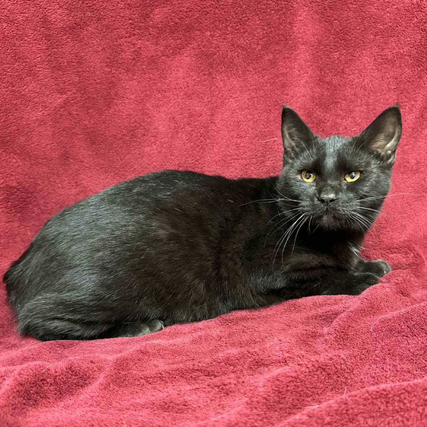Enlarge Yoshi, a Adoptable Domestic Short Hair in Waterloo, IA image 3/3