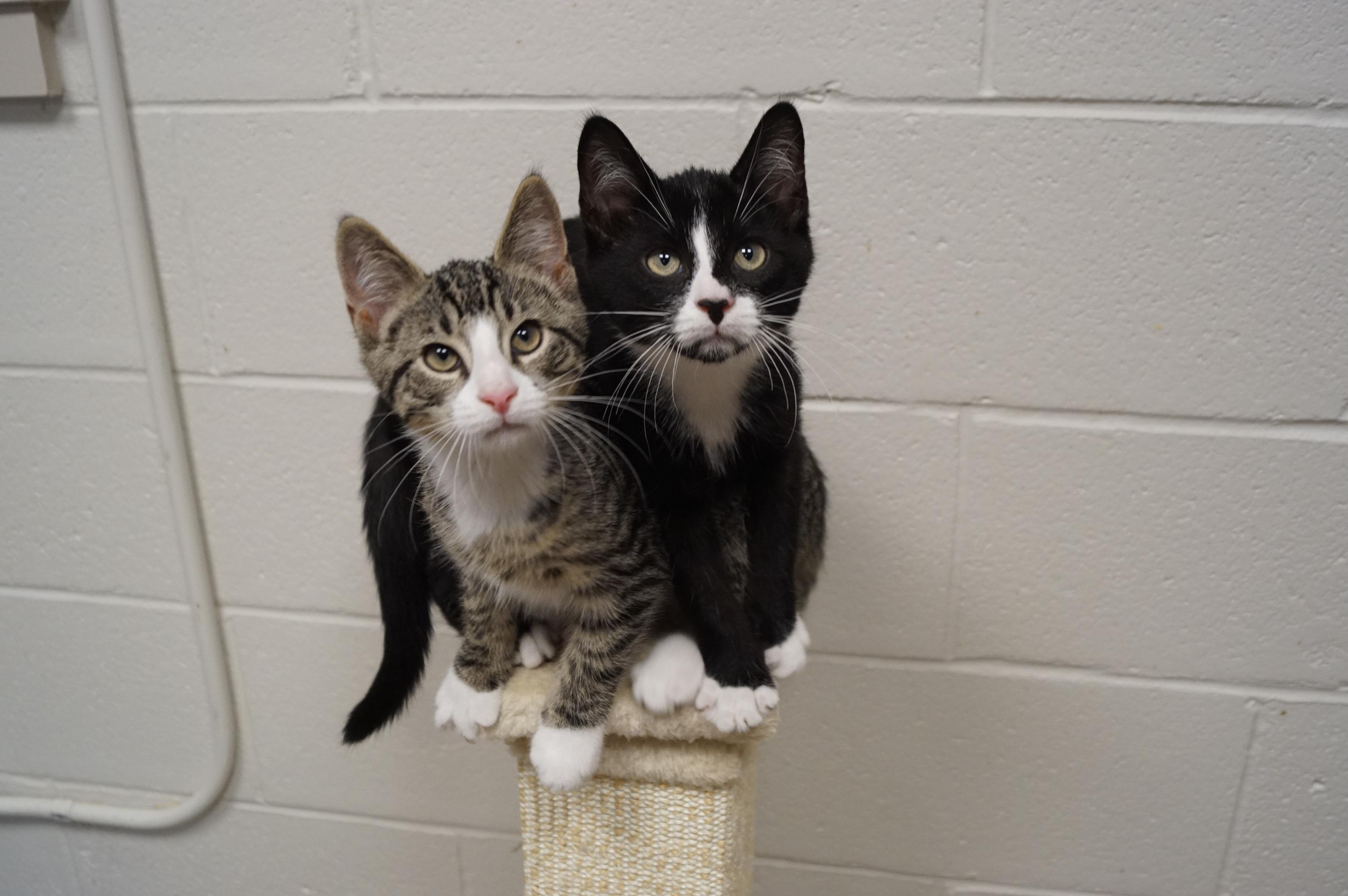 Tuxedo Kitten 25-8