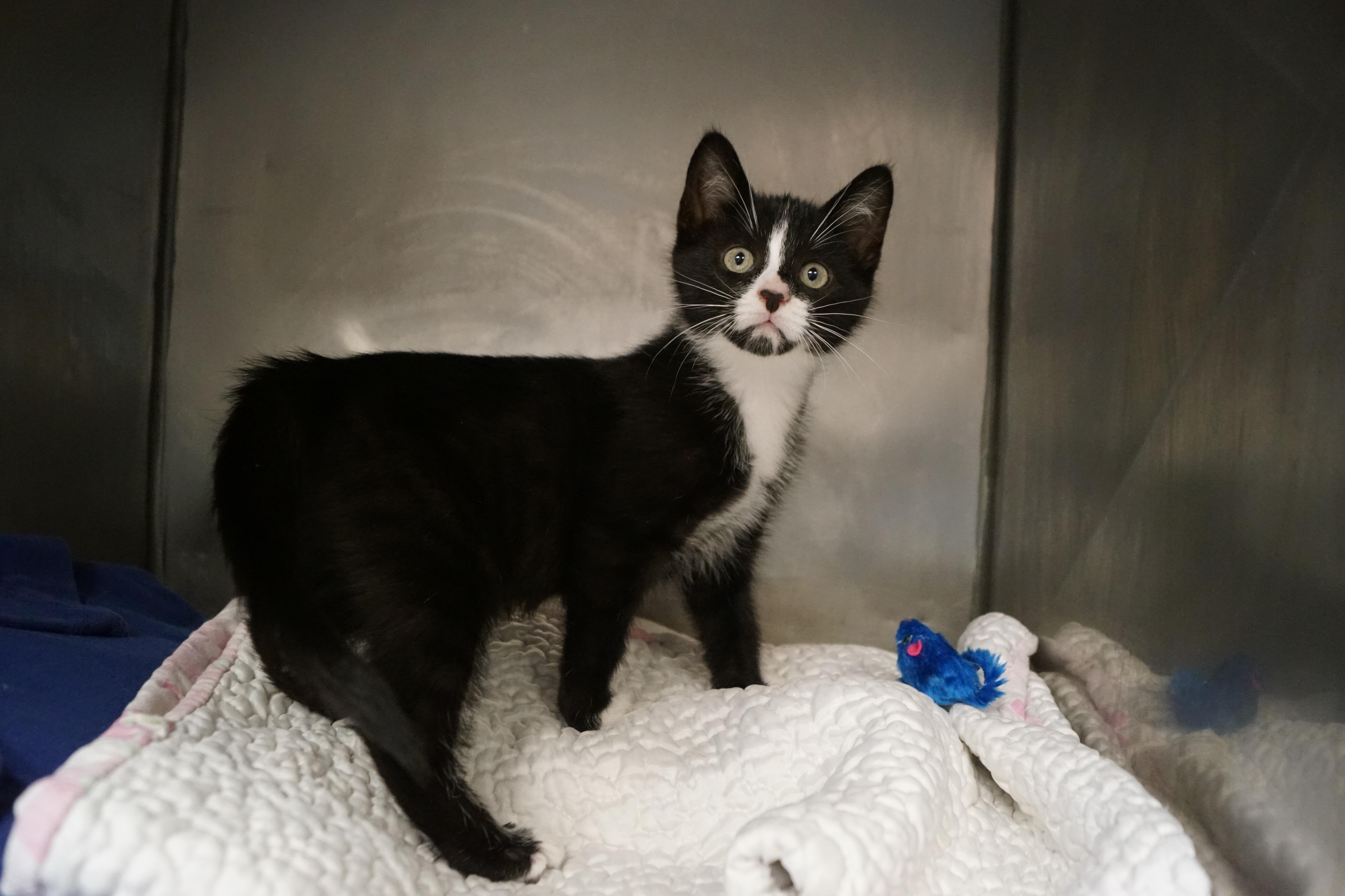Tuxedo Kitten 25-8