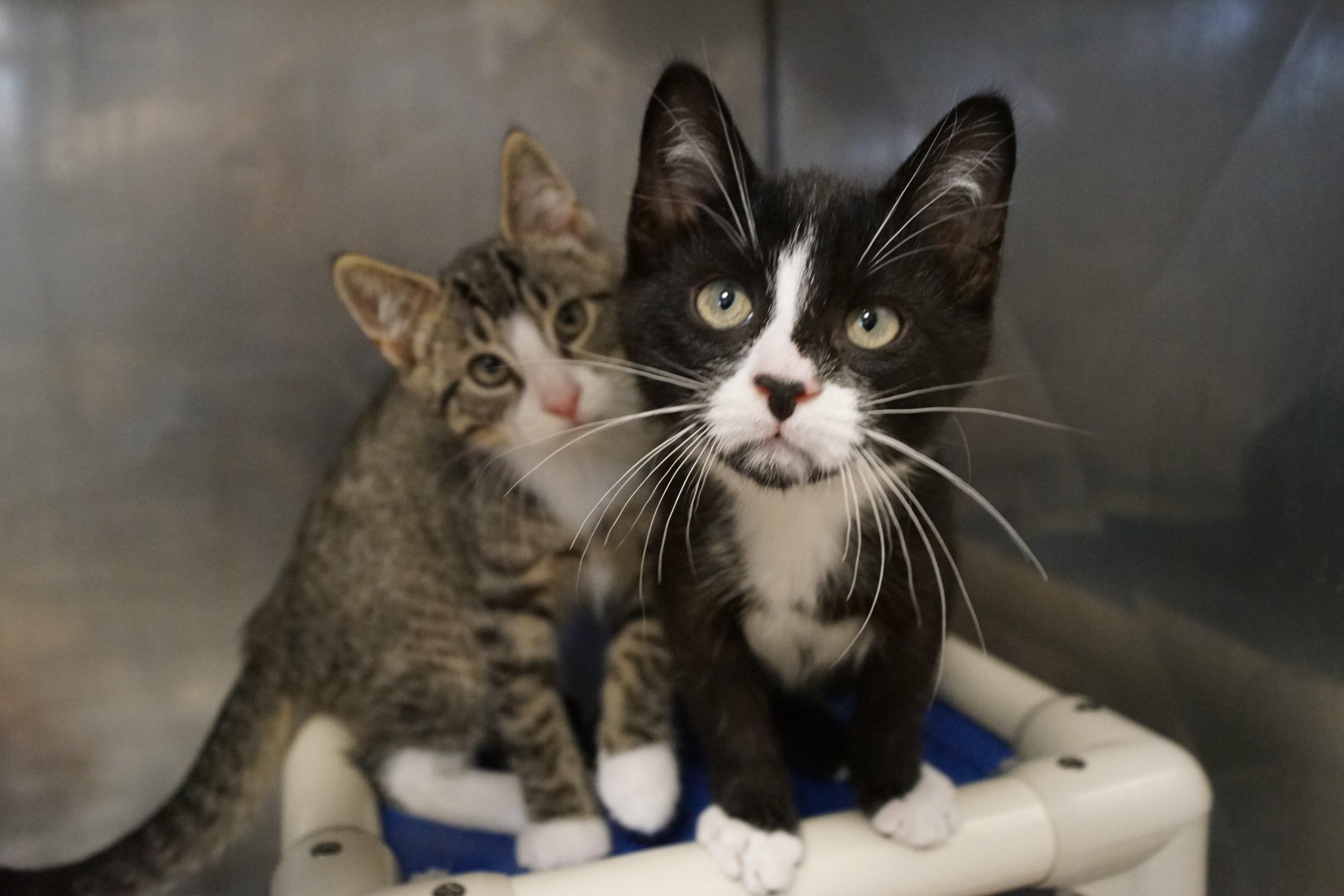 Tuxedo Kitten 25-8