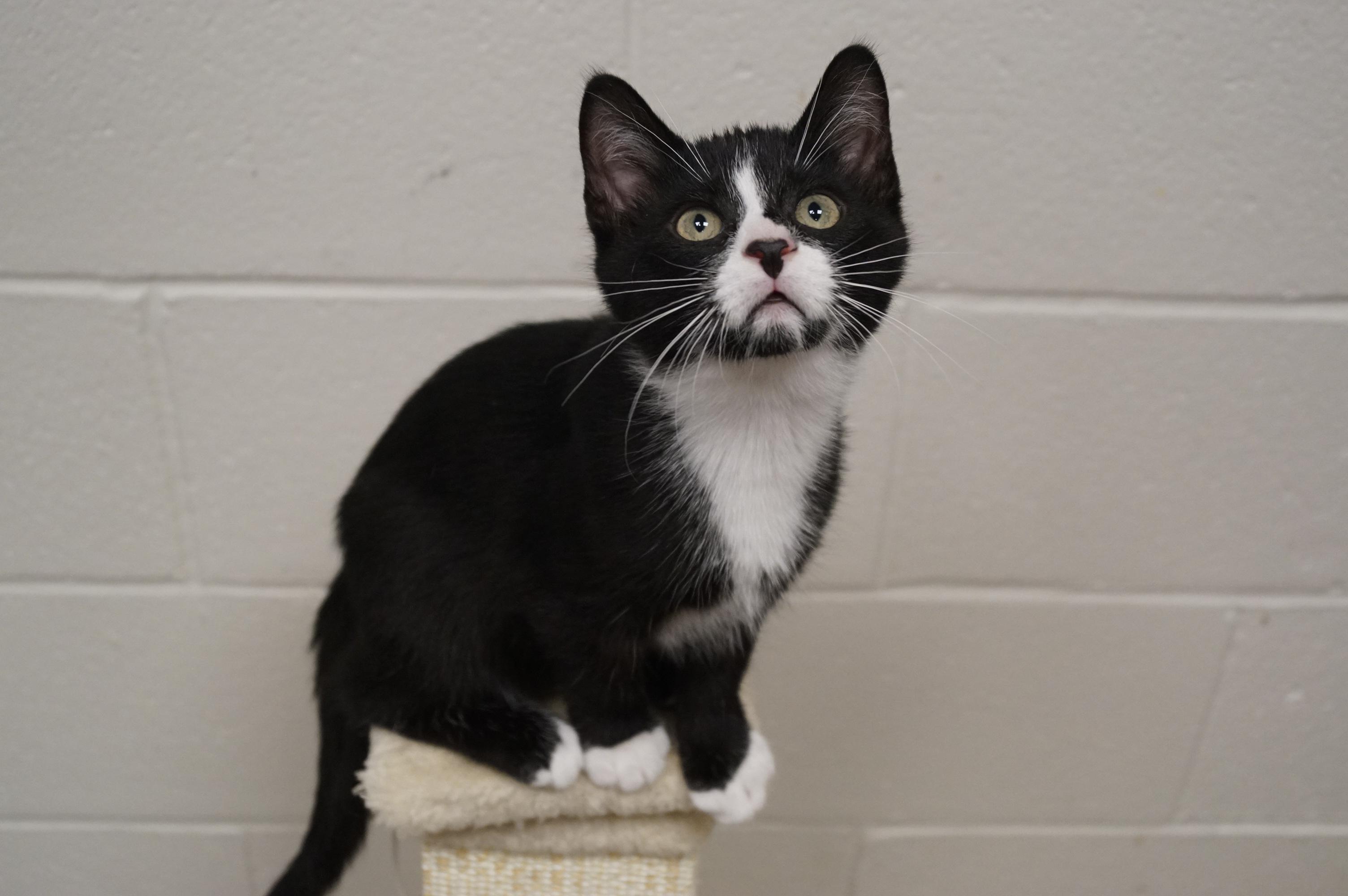 Tuxedo Kitten 25-8