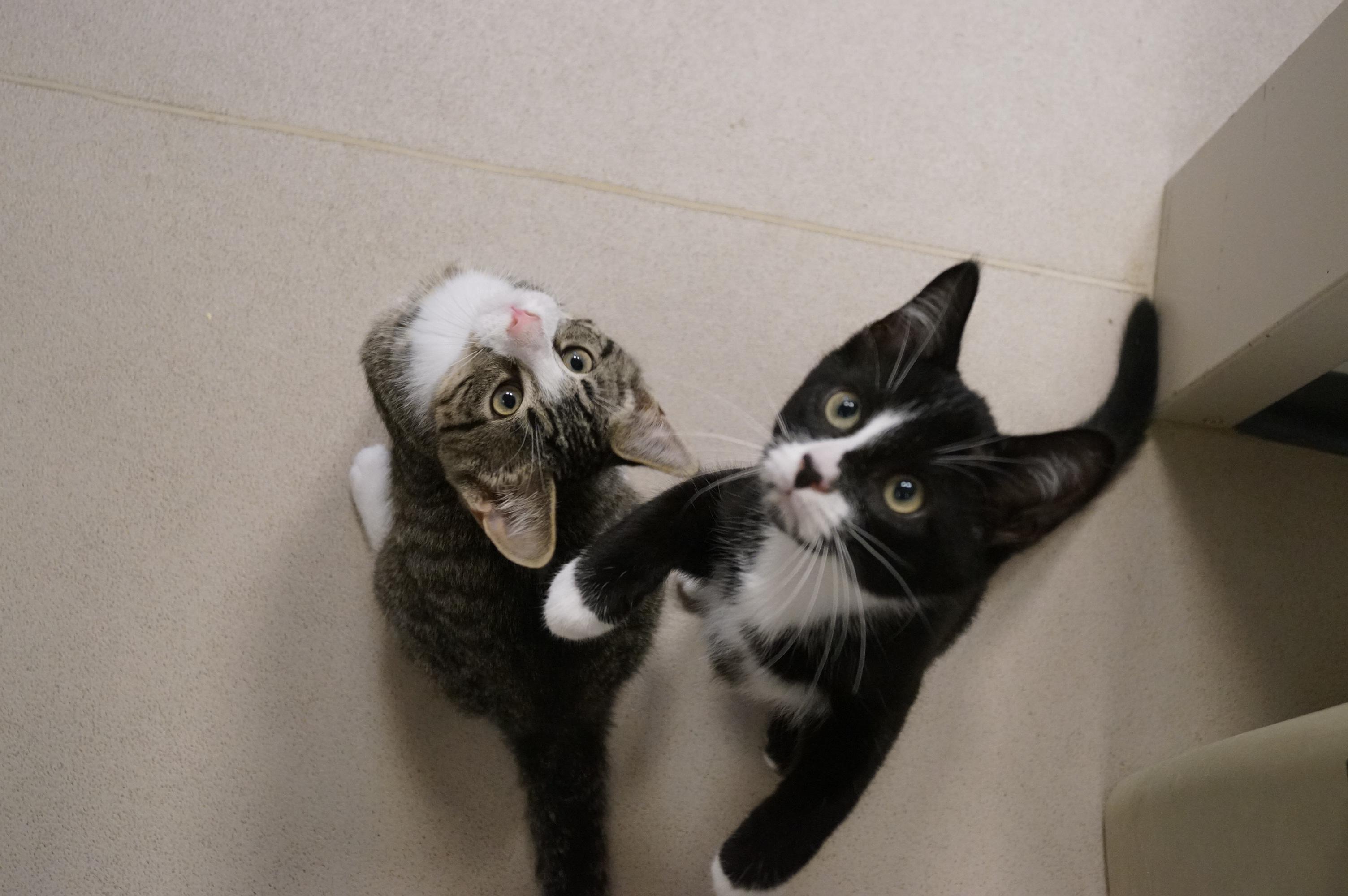 Tuxedo Kitten 25-8