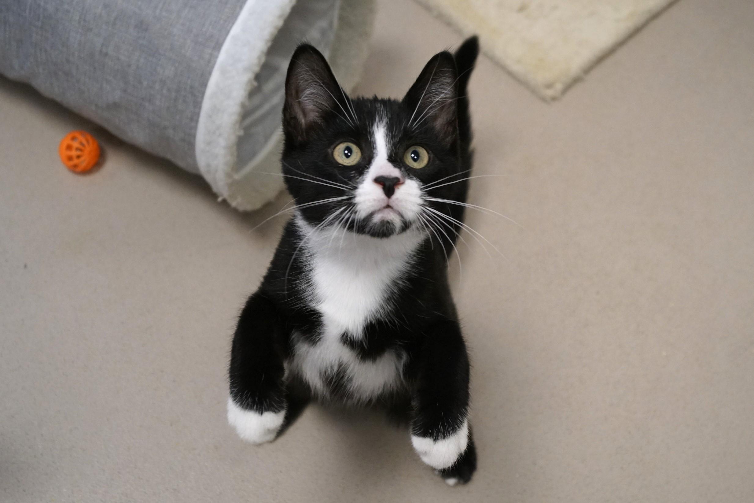 Tuxedo Kitten 25-8, Baby Female unknown