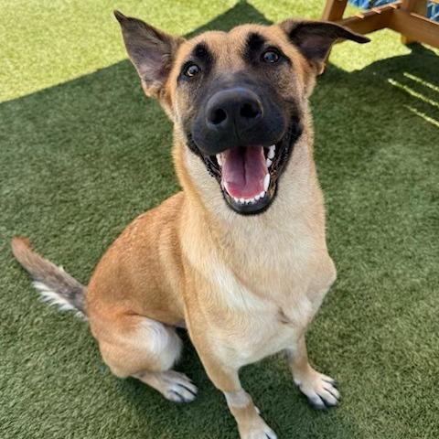 Enlarge Zoe, a Adoptable mixed breed in Hawthorne, CA image 1/1