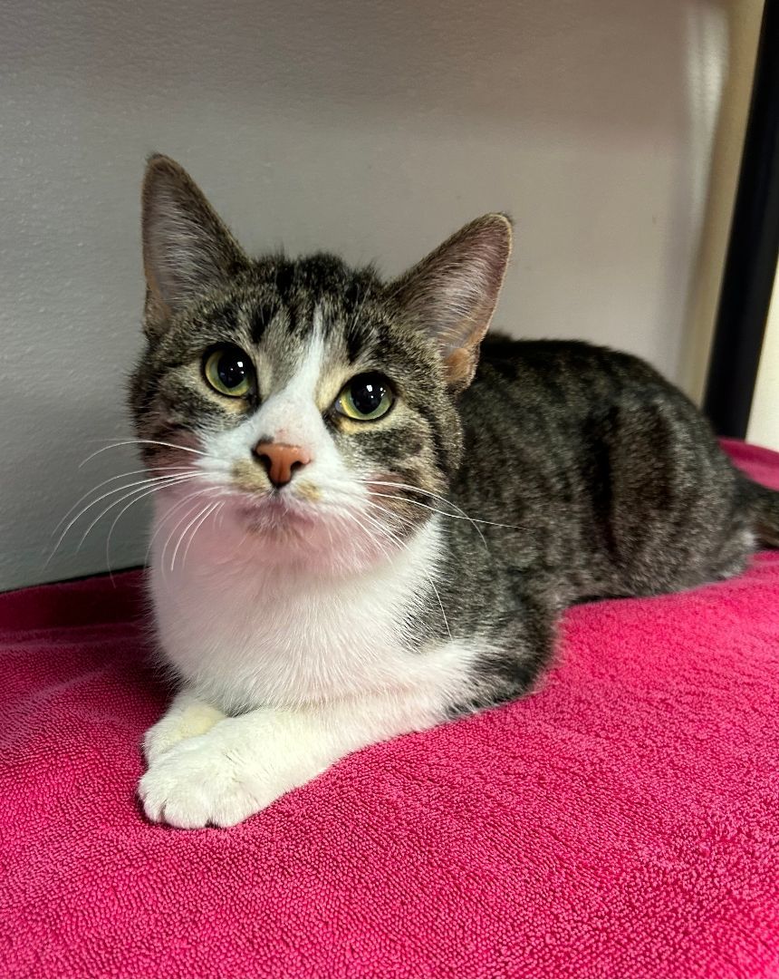 Chai, a Adoptable mixed breed in Battle Creek, MI image 6/6