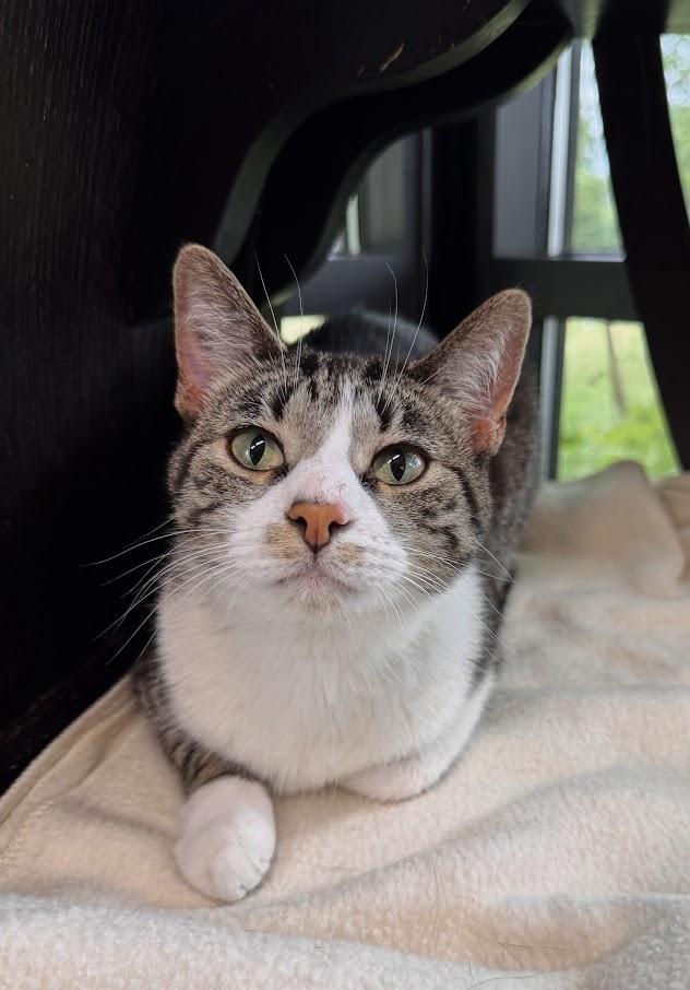 Chai, Adoptable, Adult Female Domestic Short Hair.