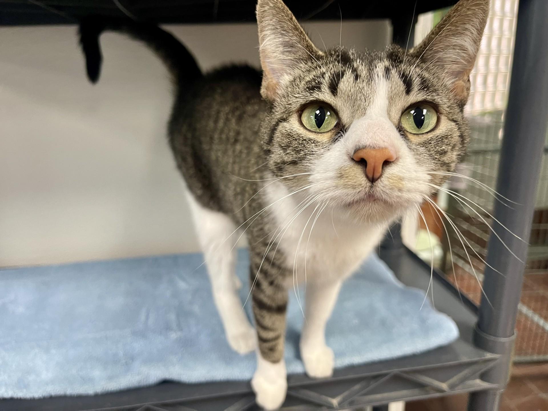 Chai, a Adoptable mixed breed in Battle Creek, MI image 4/6