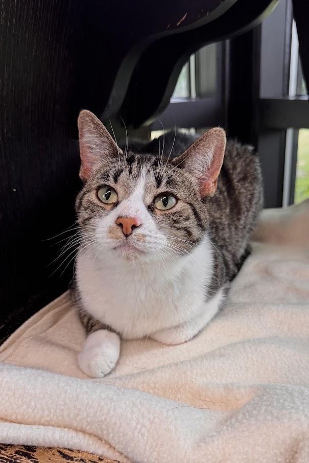 Chai, a Adoptable mixed breed in Battle Creek, MI image 2/6