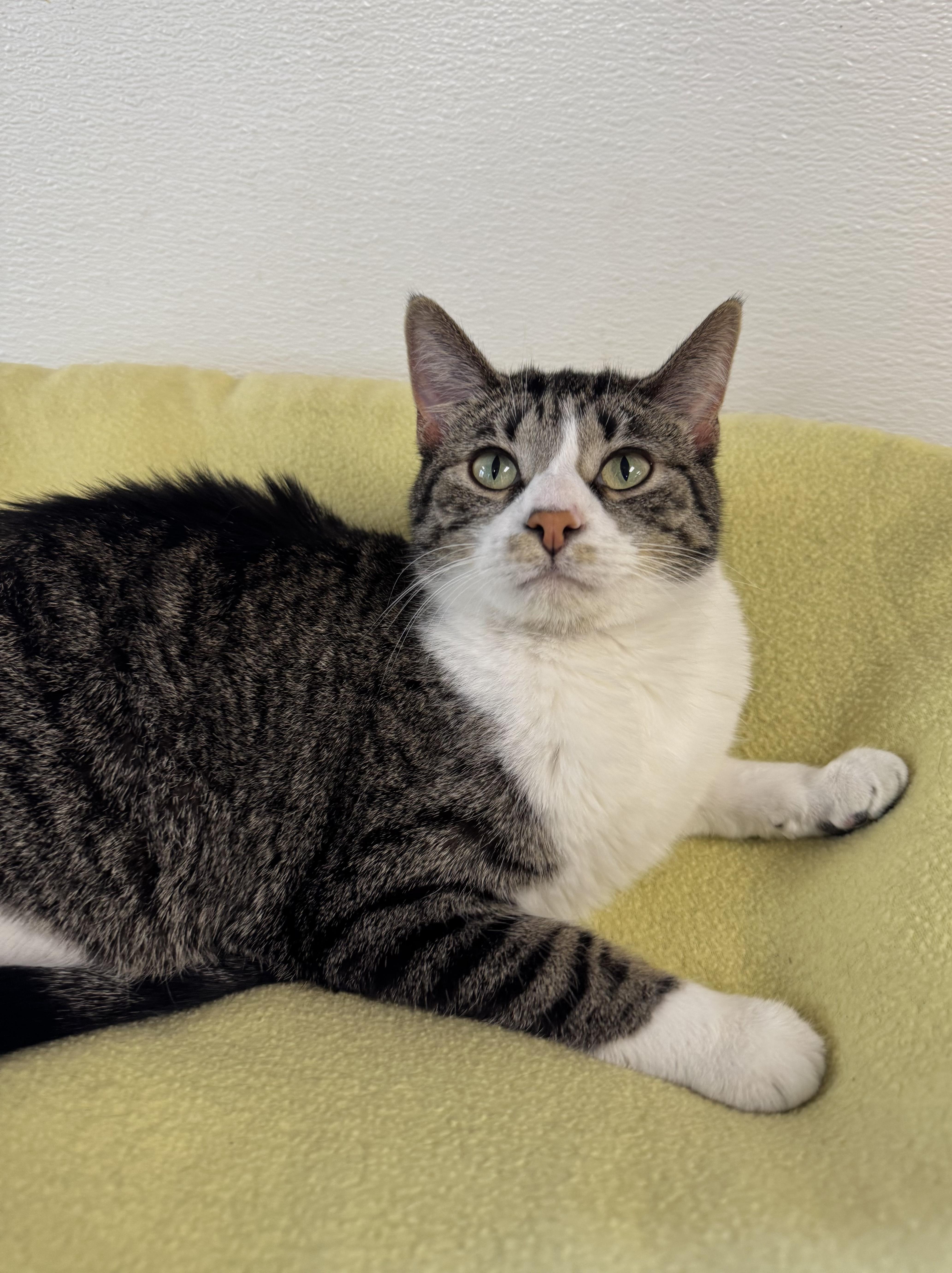 Chai, a Adoptable mixed breed in Battle Creek, MI image 3/6
