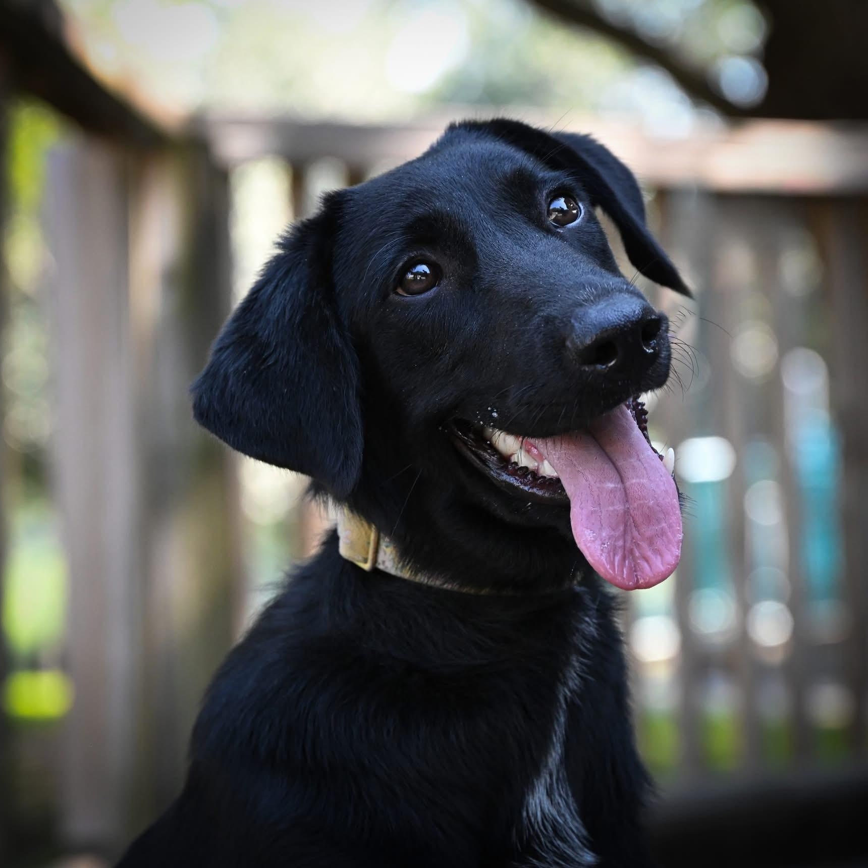 Beauty, Adopted, Young Female Black Labrador Retriever.