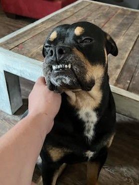 Enlarge Rocko, a Adopted mixed breed in Plantersville, TX image 1/6