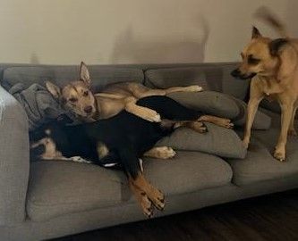 Enlarge Rocko, a Adopted mixed breed in Plantersville, TX image 4/6