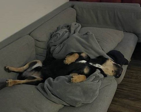 Enlarge Rocko, a Adopted mixed breed in Plantersville, TX image 6/6