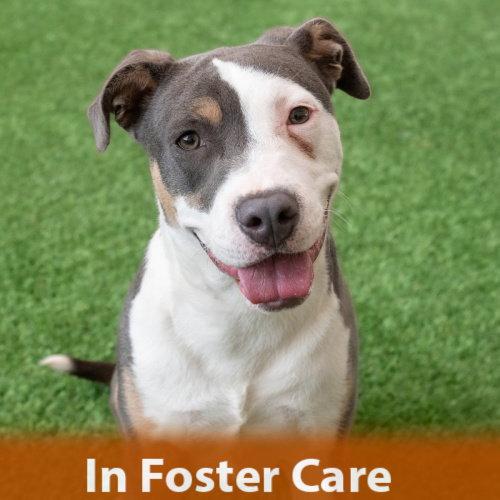 Liv, Adoptable, Young Female Pit Bull Terrier.