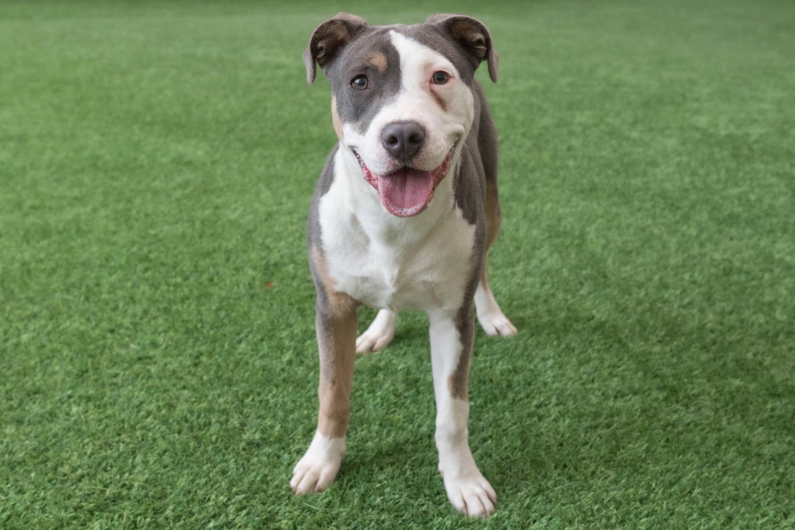 Enlarge Liv, a Adoptable Pit Bull Terrier in Burlingame, CA image 2/3